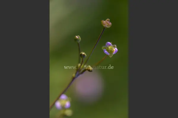 Fokus-Natur Bild