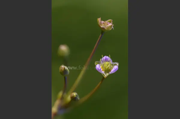 Fokus-Natur Bild