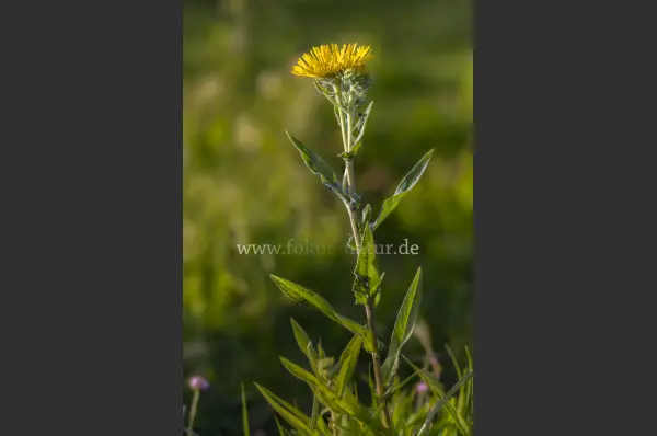 Fokus-Natur Bild