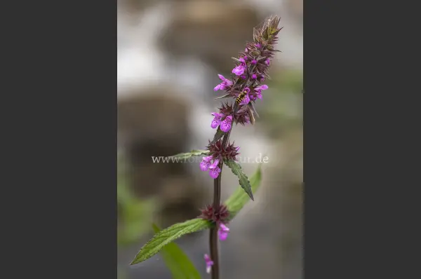 Fokus-Natur Bild
