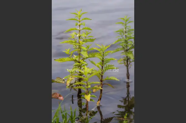 Fokus-Natur Bild