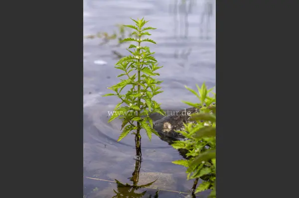 Fokus-Natur Bild