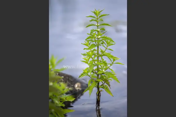 Fokus-Natur Bild