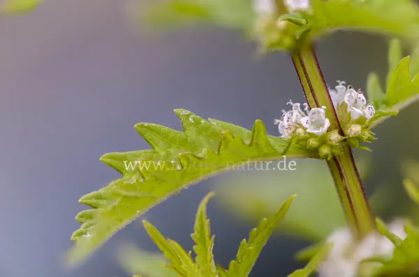 Fokus-Natur Bild