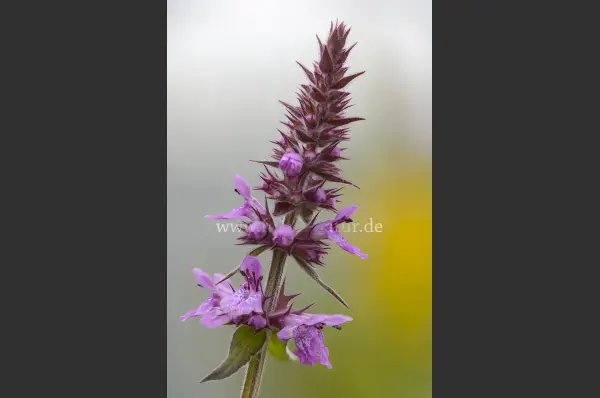 Fokus-Natur Bild