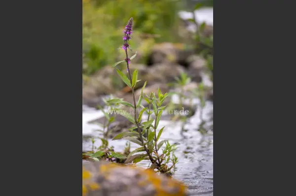Fokus-Natur Bild