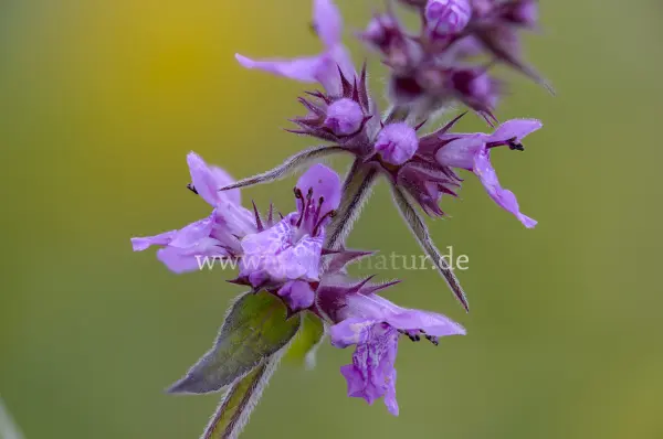 Fokus-Natur Bild