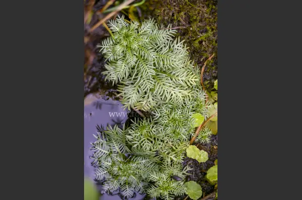 Fokus-Natur Bild