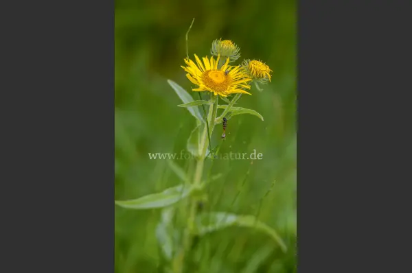 Fokus-Natur Bild