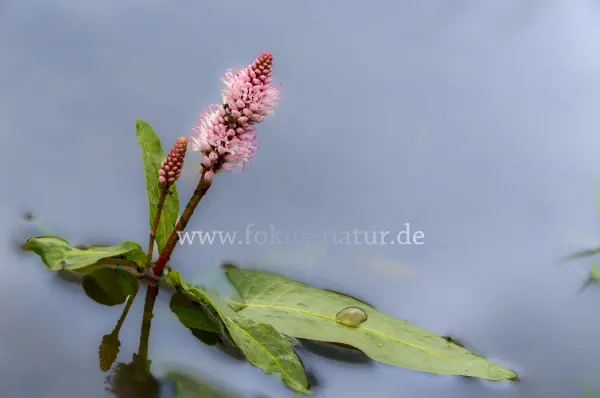 Fokus-Natur Bild
