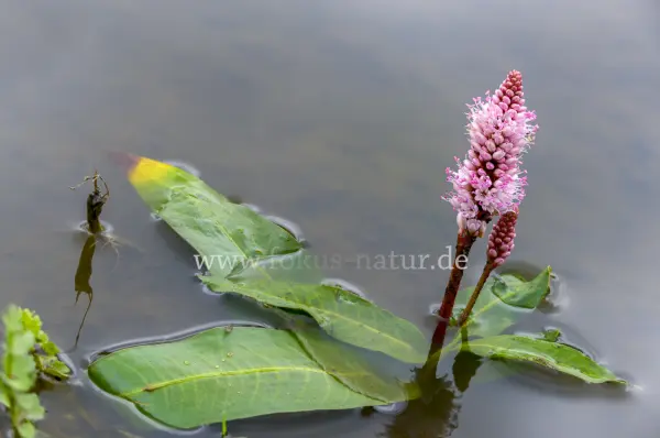 Fokus-Natur Bild