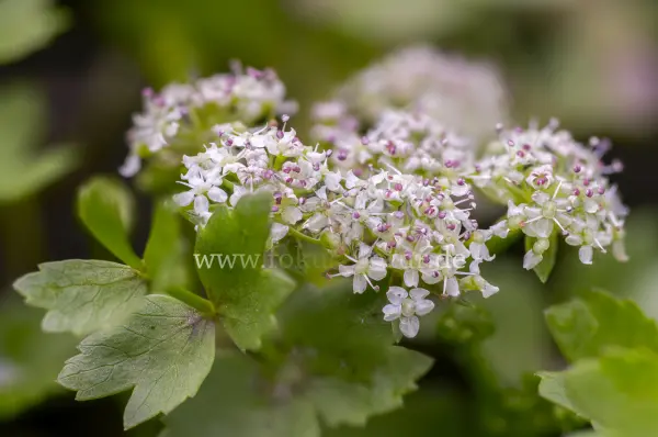 Fokus-Natur Bild