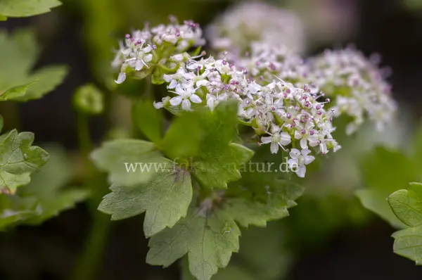Fokus-Natur Bild