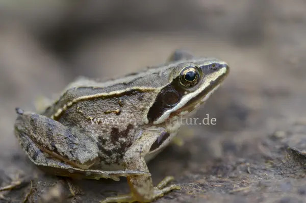 Fokus-Natur Bild
