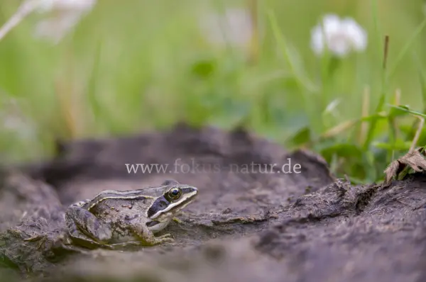 Fokus-Natur Bild