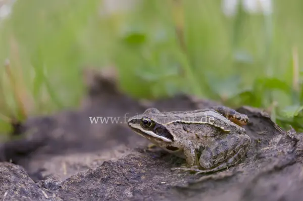 Fokus-Natur Bild