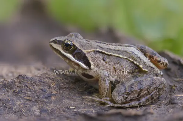 Fokus-Natur Bild