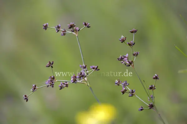 Fokus-Natur Bild