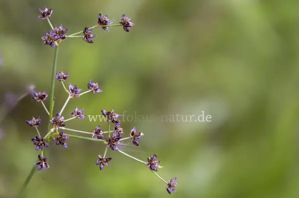 Fokus-Natur Bild