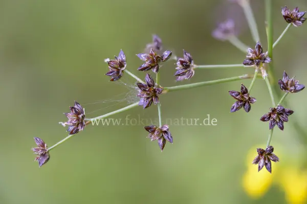Fokus-Natur Bild