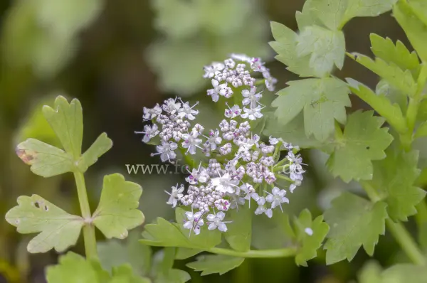 Fokus-Natur Bild