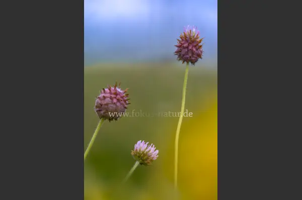 Fokus-Natur Bild