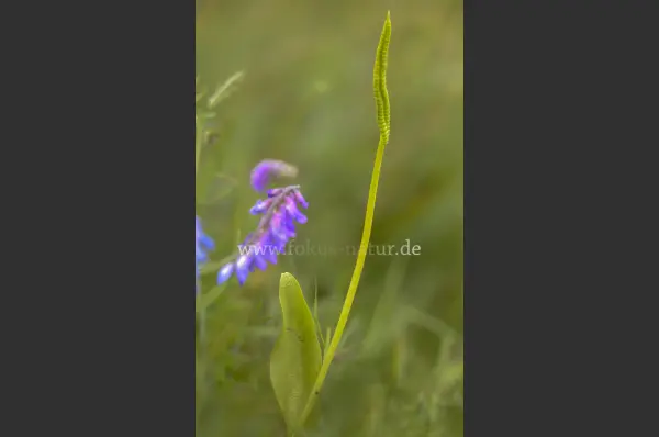 Fokus-Natur Bild