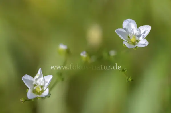 Fokus-Natur Bild