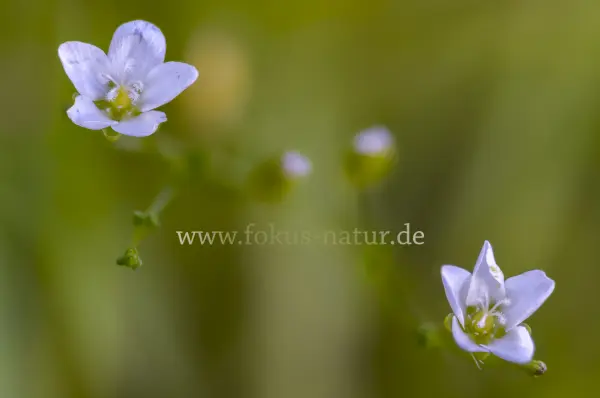 Fokus-Natur Bild