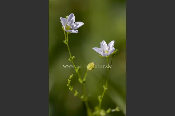 Fokus-Natur Bild