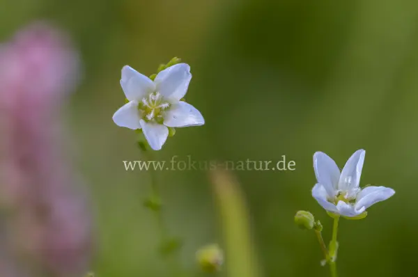 Fokus-Natur Bild