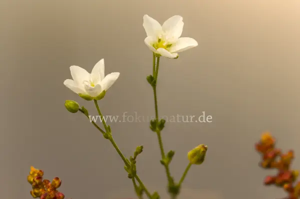 Fokus-Natur Bild
