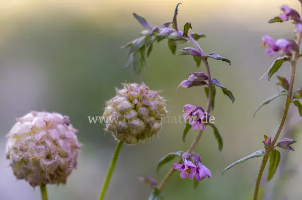 Fokus-Natur Bild
