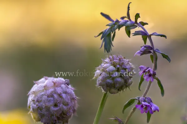 Fokus-Natur Bild