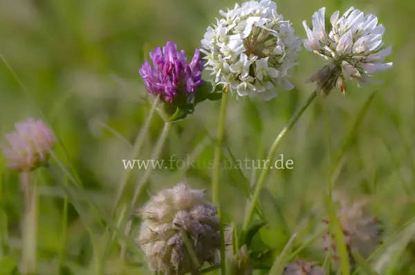 Fokus-Natur Bild
