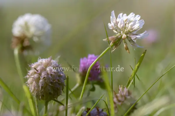 Fokus-Natur Bild