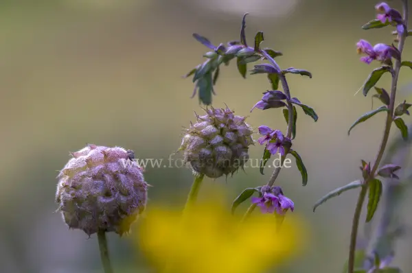 Fokus-Natur Bild