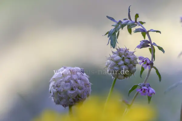 Fokus-Natur Bild