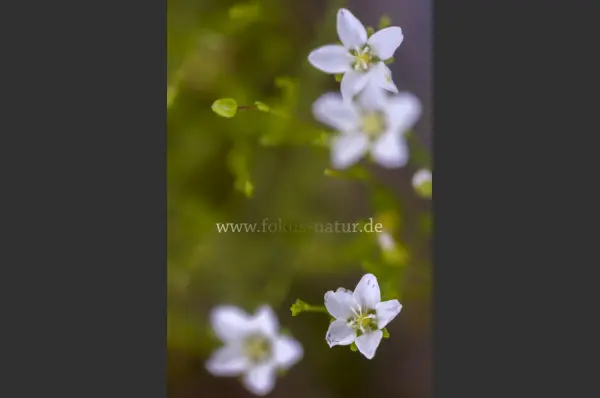 Fokus-Natur Bild