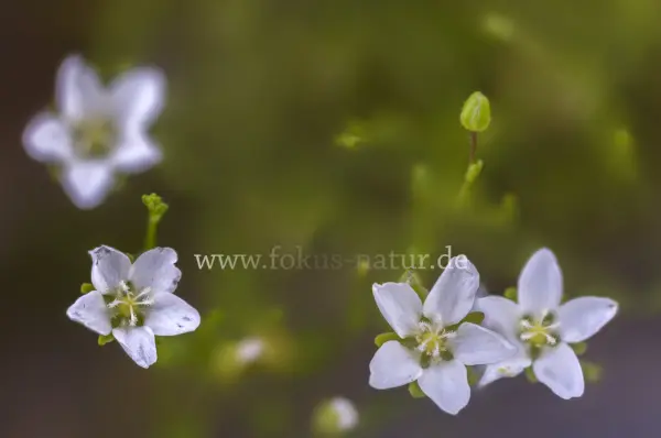 Fokus-Natur Bild