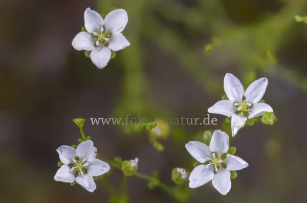 Fokus-Natur Bild