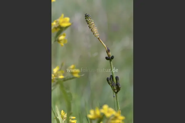 Fokus-Natur Bild
