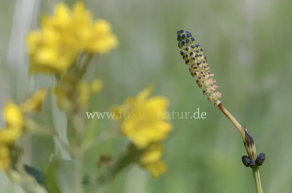 Fokus-Natur Bild