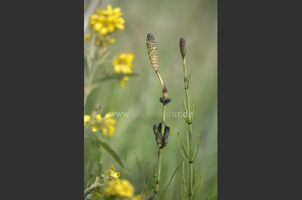 Fokus-Natur Bild