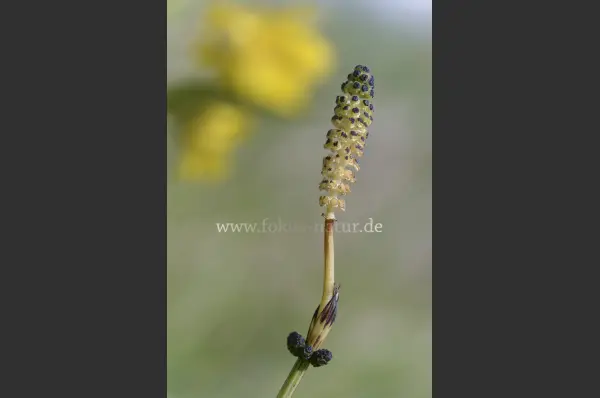 Fokus-Natur Bild