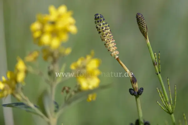 Fokus-Natur Bild