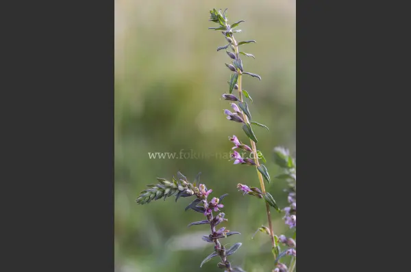 Fokus-Natur Bild