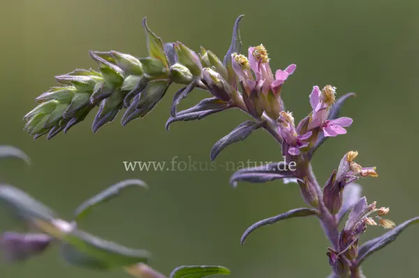 Fokus-Natur Bild