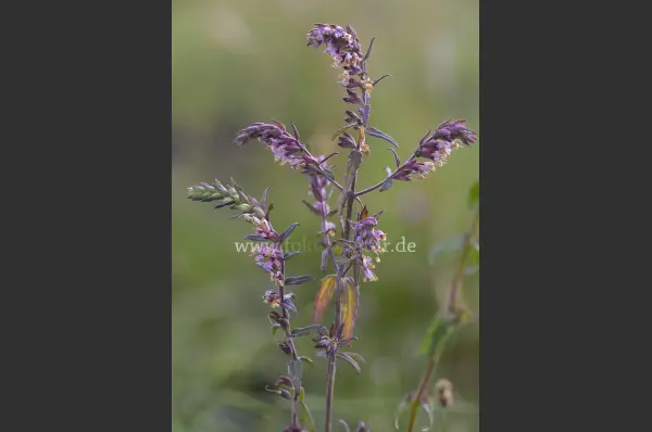 Fokus-Natur Bild