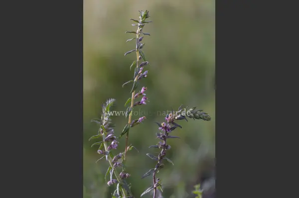 Fokus-Natur Bild